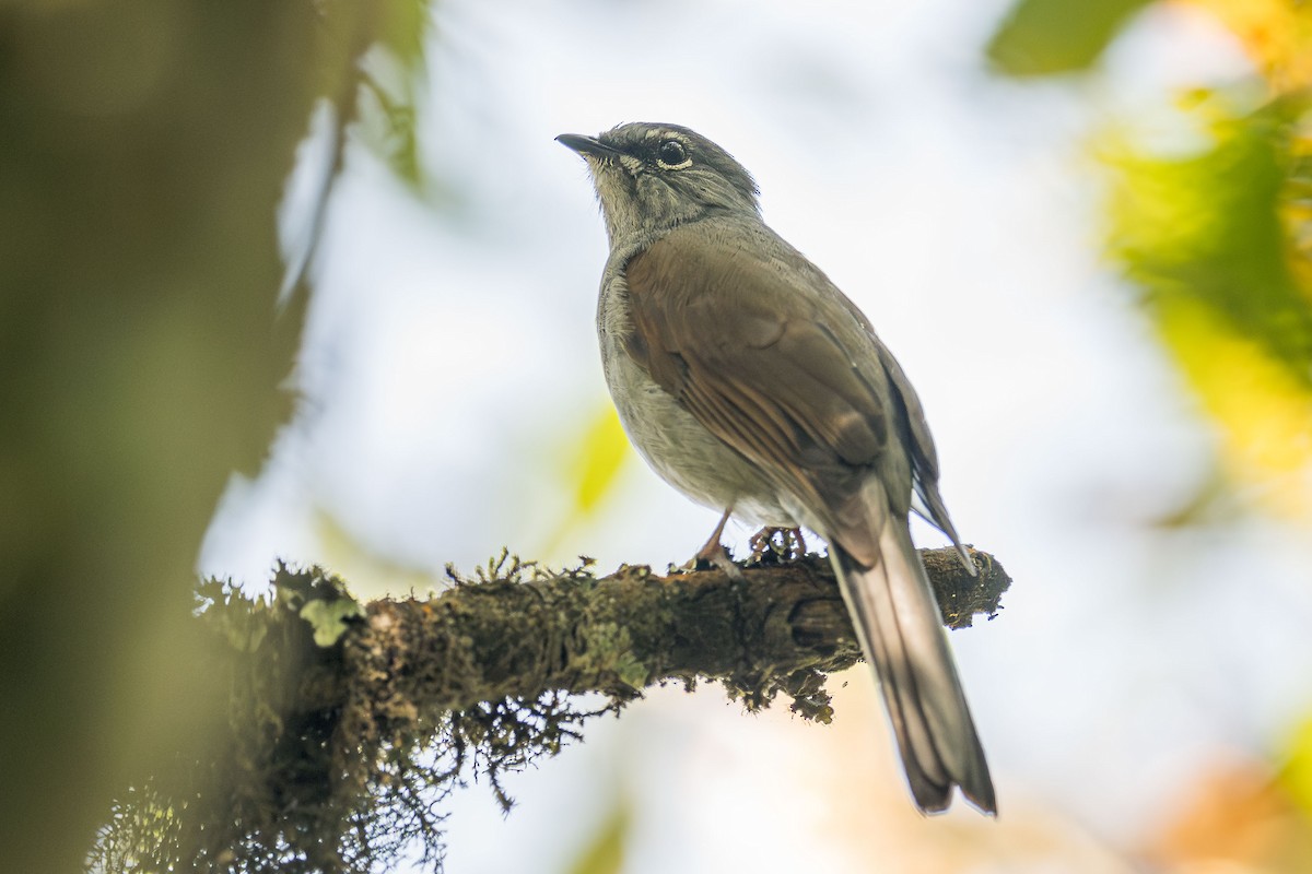 Brown-backed Solitaire - ML615232464