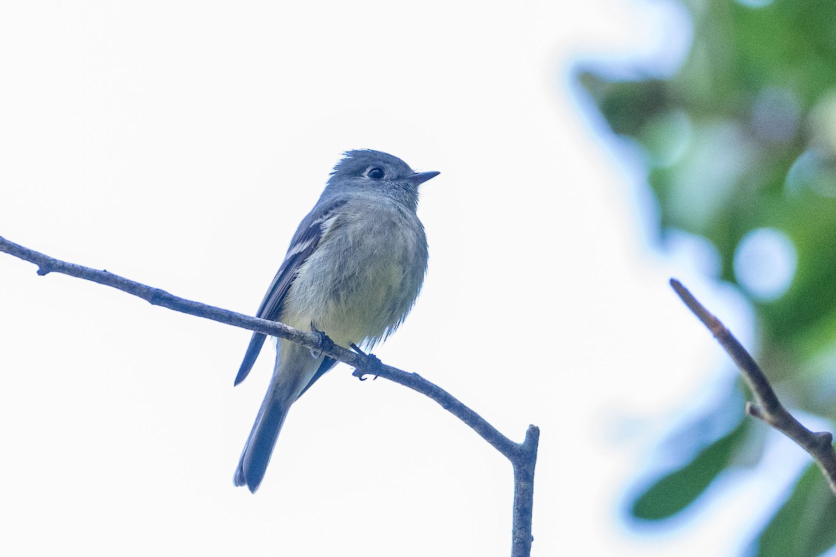 Hammond's Flycatcher - ML615232467