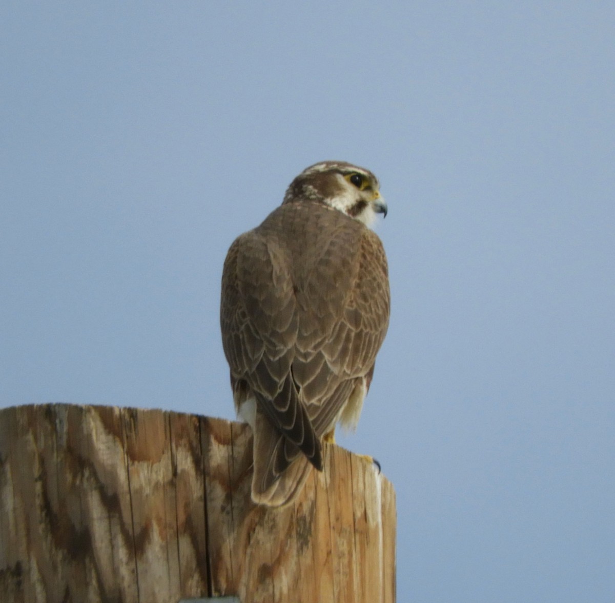 Prairie Falcon - ML615232490