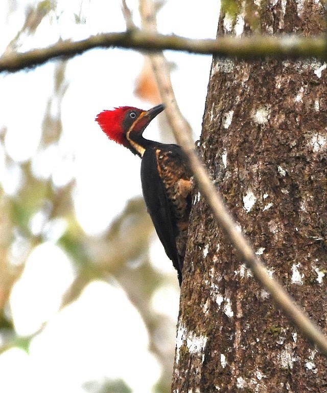 Lineated Woodpecker - ML615232492