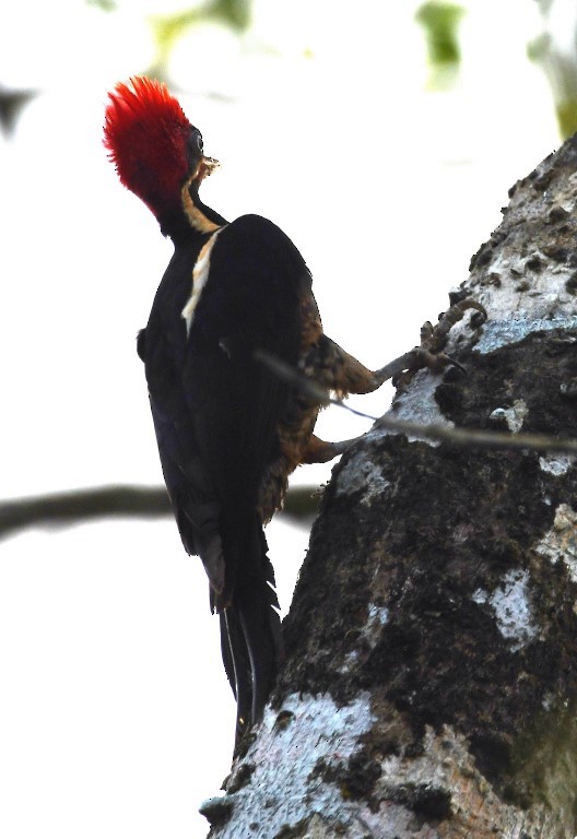 Lineated Woodpecker - Steve Davis