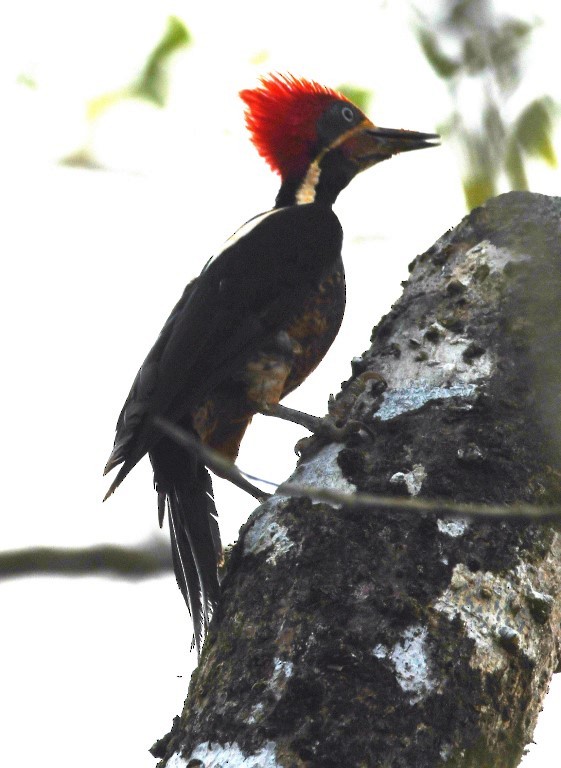 Lineated Woodpecker - ML615232495