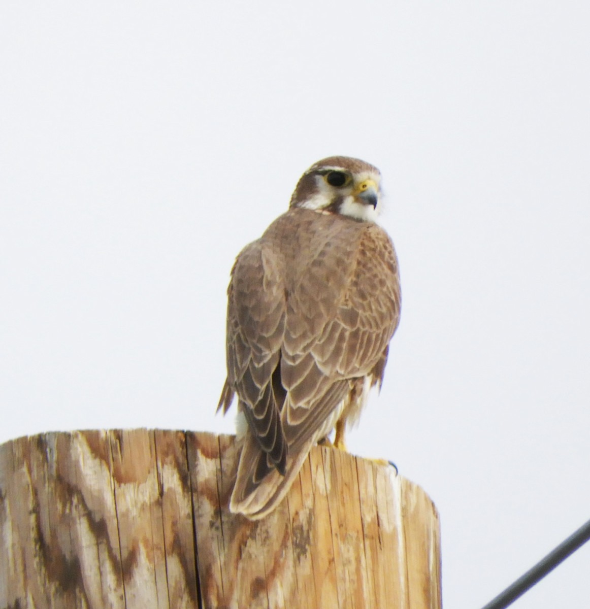 Prairie Falcon - Becky Kitto