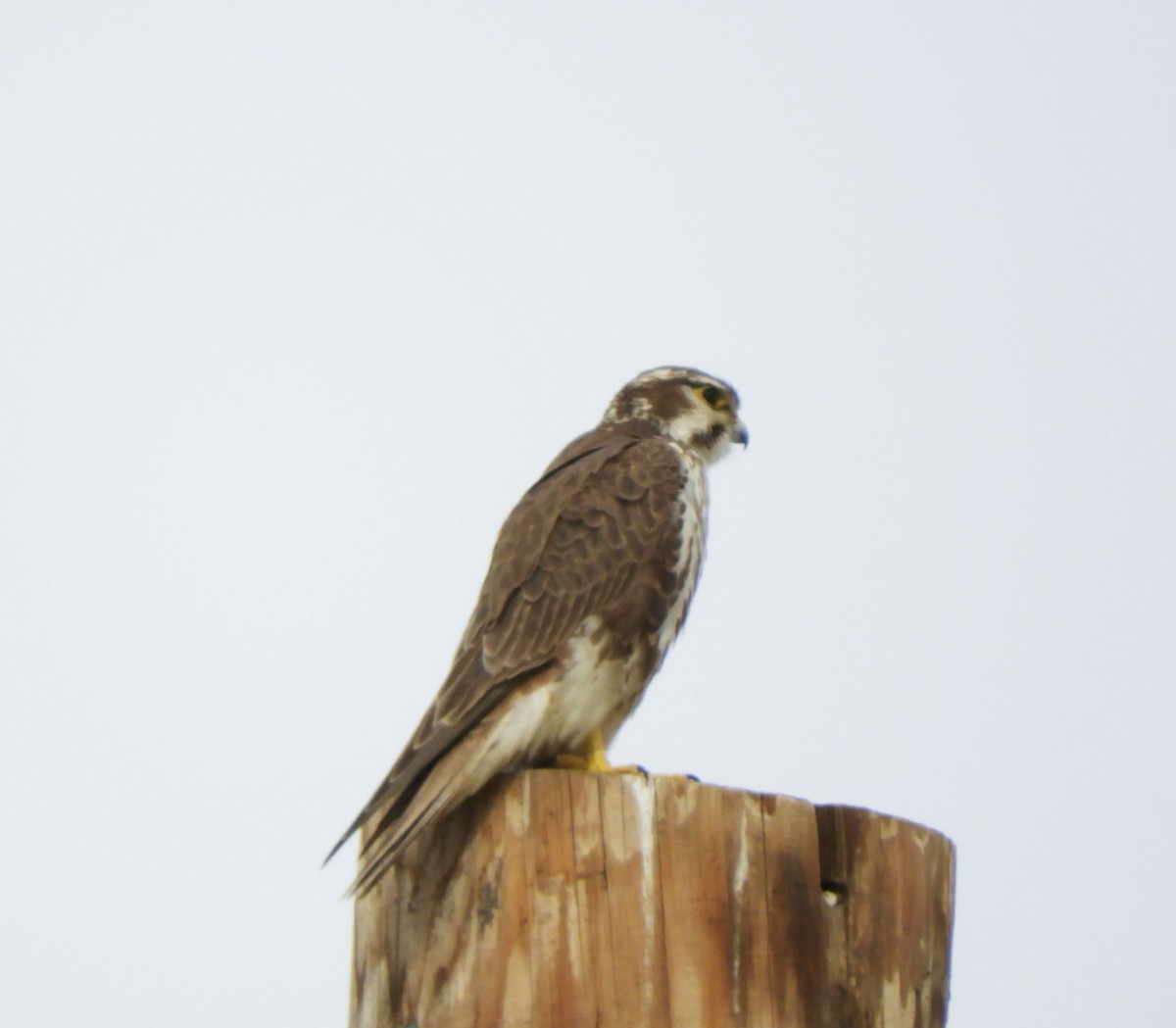 Prairie Falcon - ML615232517