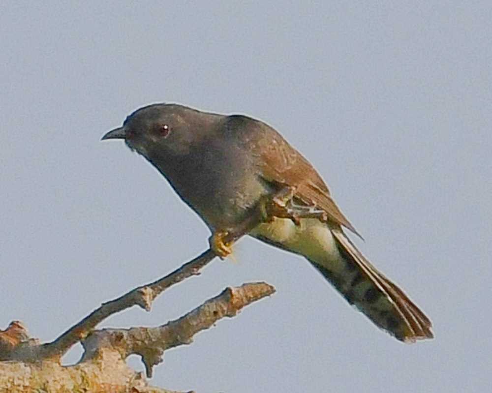 Gray-bellied Cuckoo - Jay Wilbur