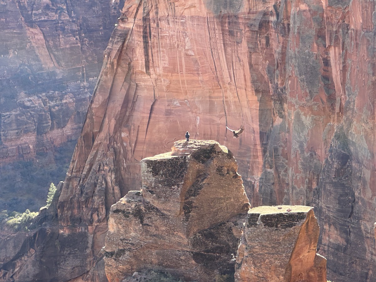 California Condor - ML615232537