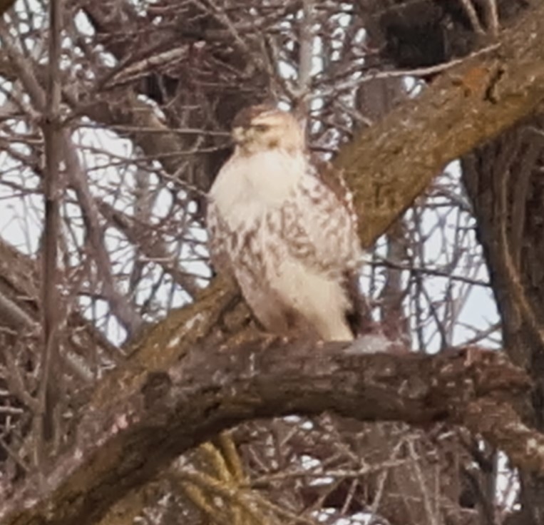 Poiana codarossa - ML615232573