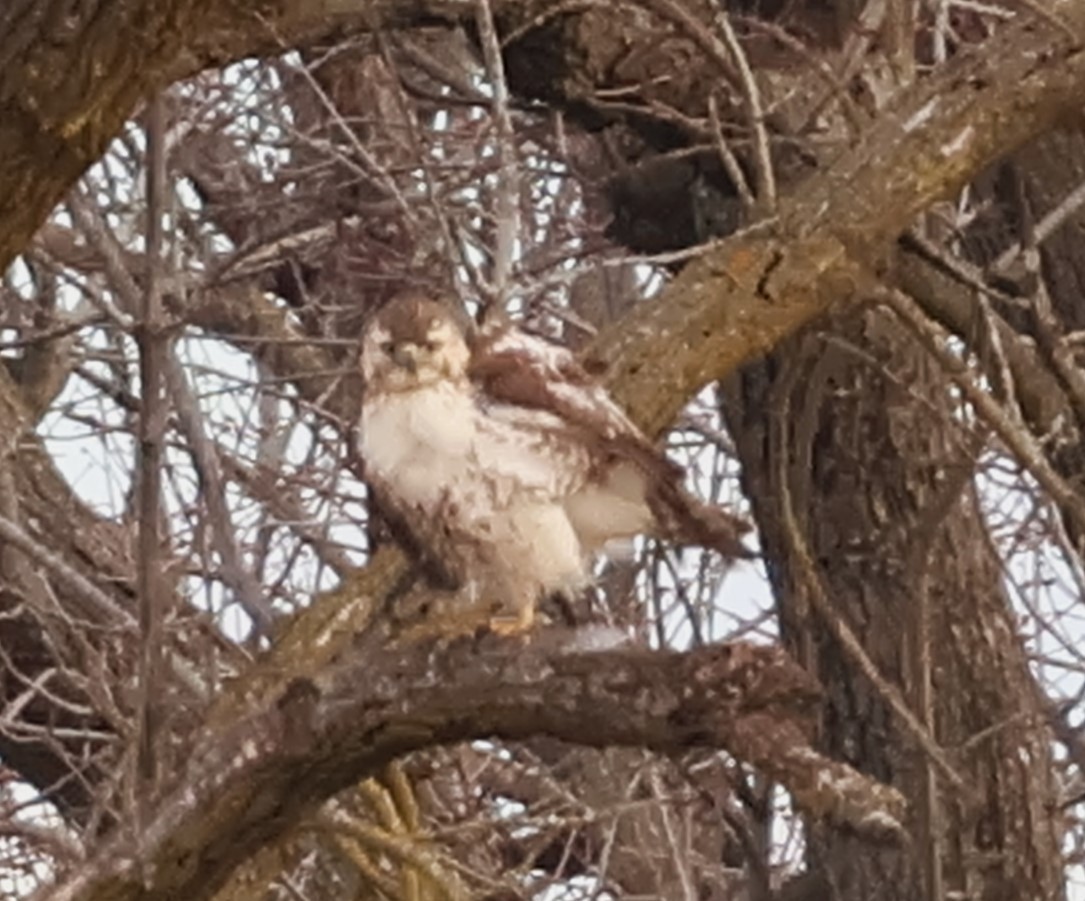 Poiana codarossa - ML615232585