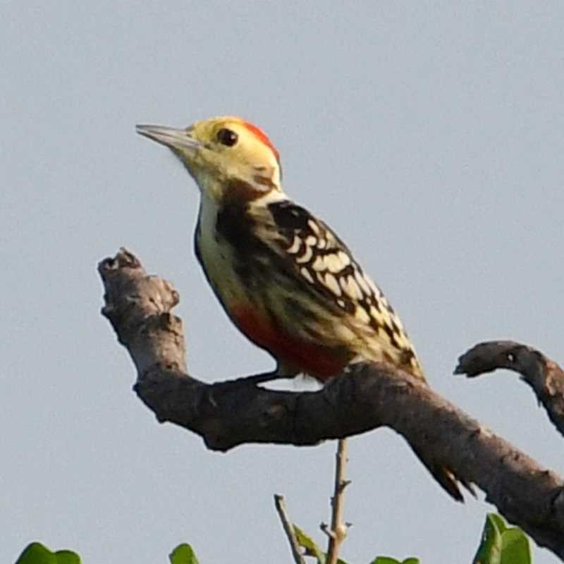 Yellow-crowned Woodpecker - Jay Wilbur