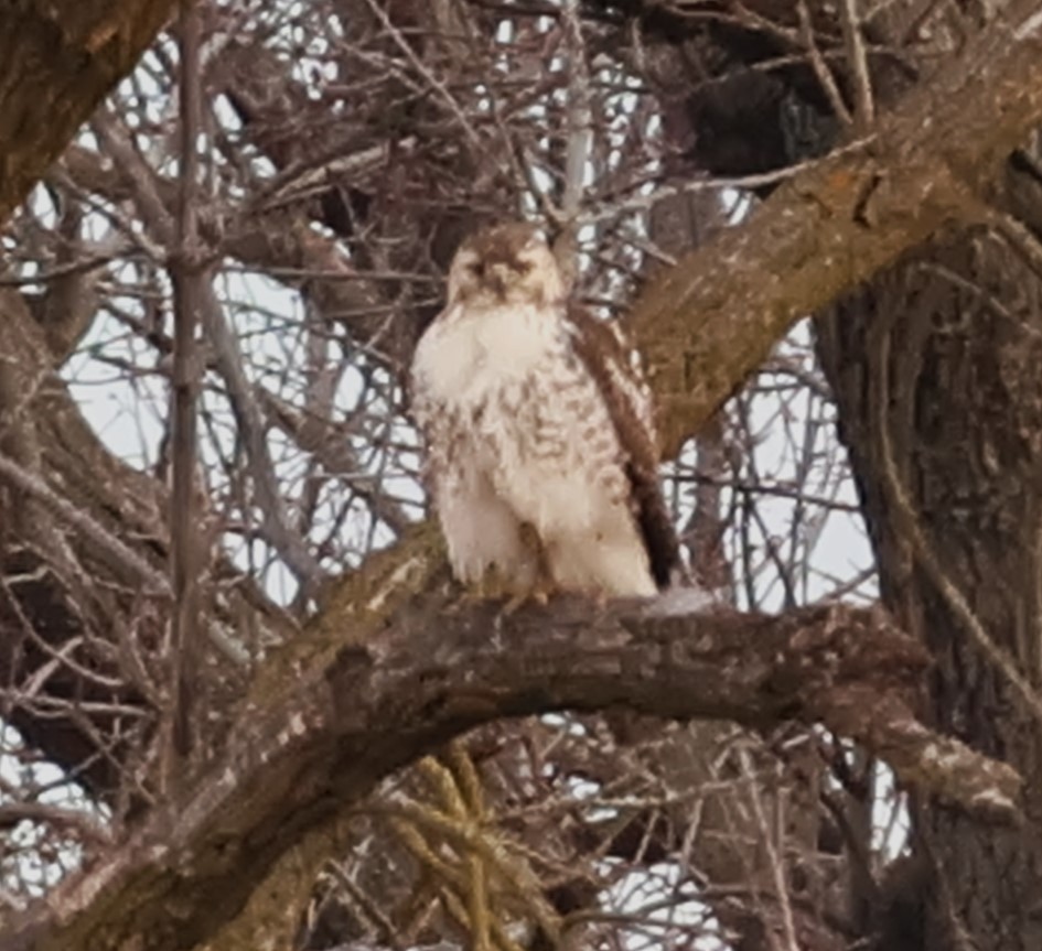 Poiana codarossa - ML615232594