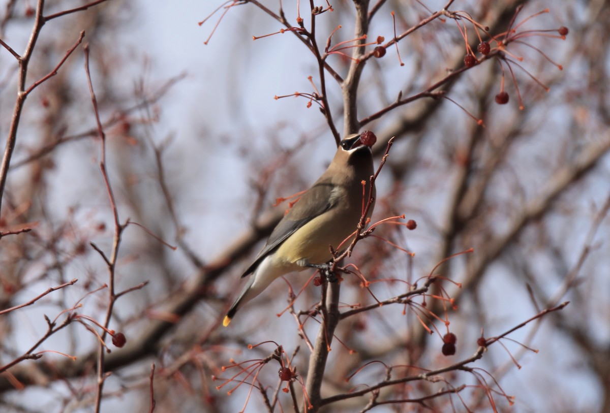 Cedar Waxwing - ML615232672