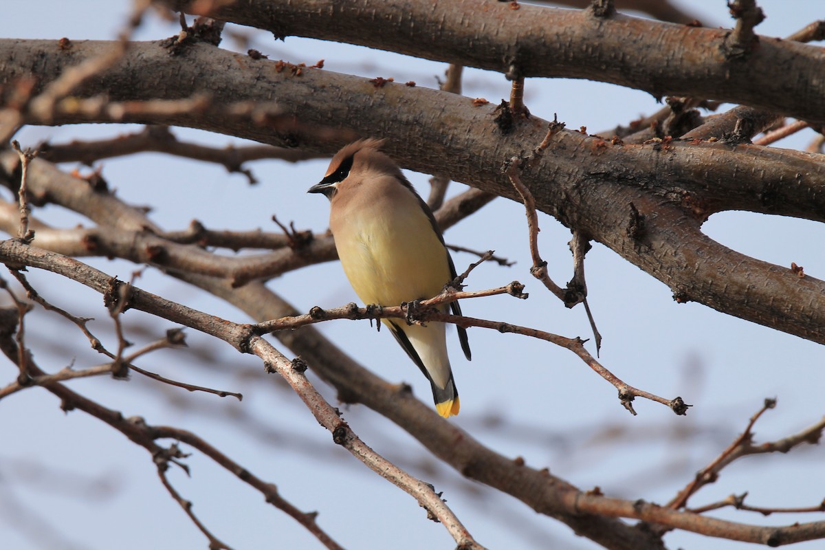 Cedar Waxwing - ML615232673