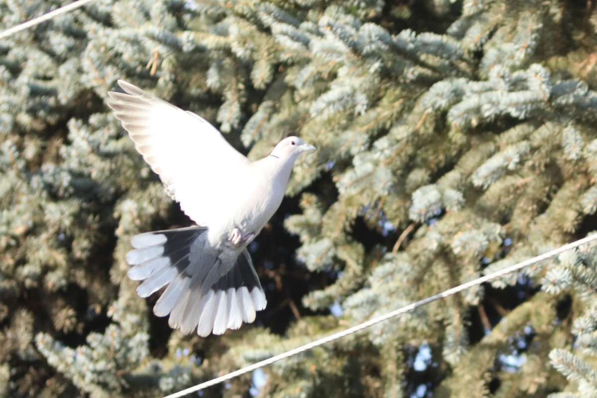 Eurasian Collared-Dove - ML615232690