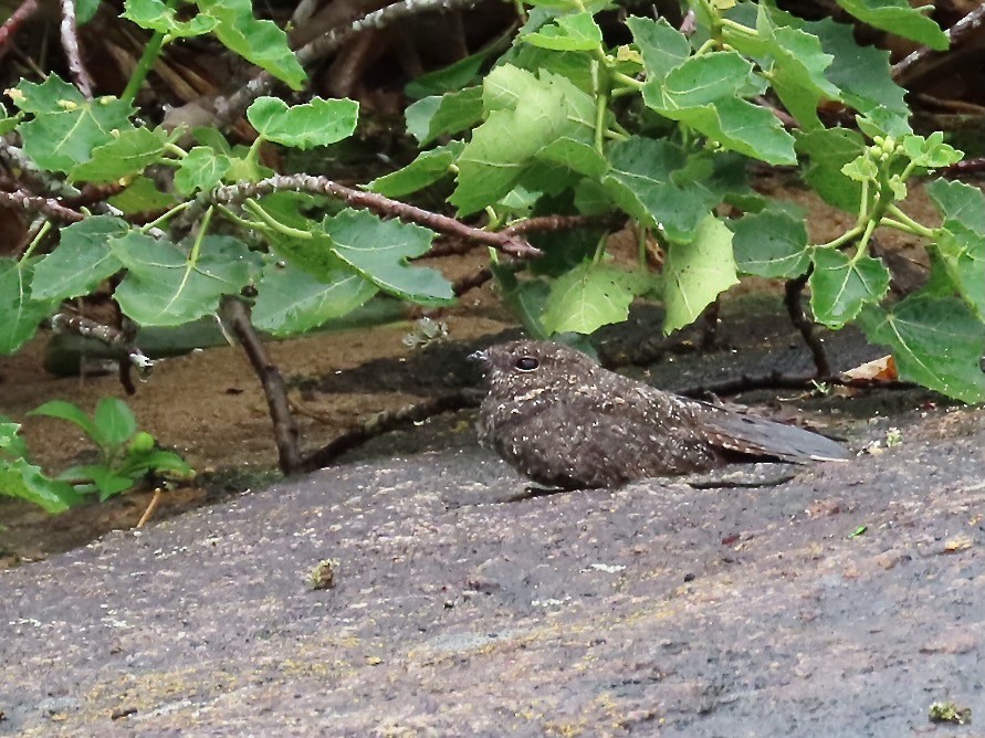 Pygmy Nightjar - ML615232701