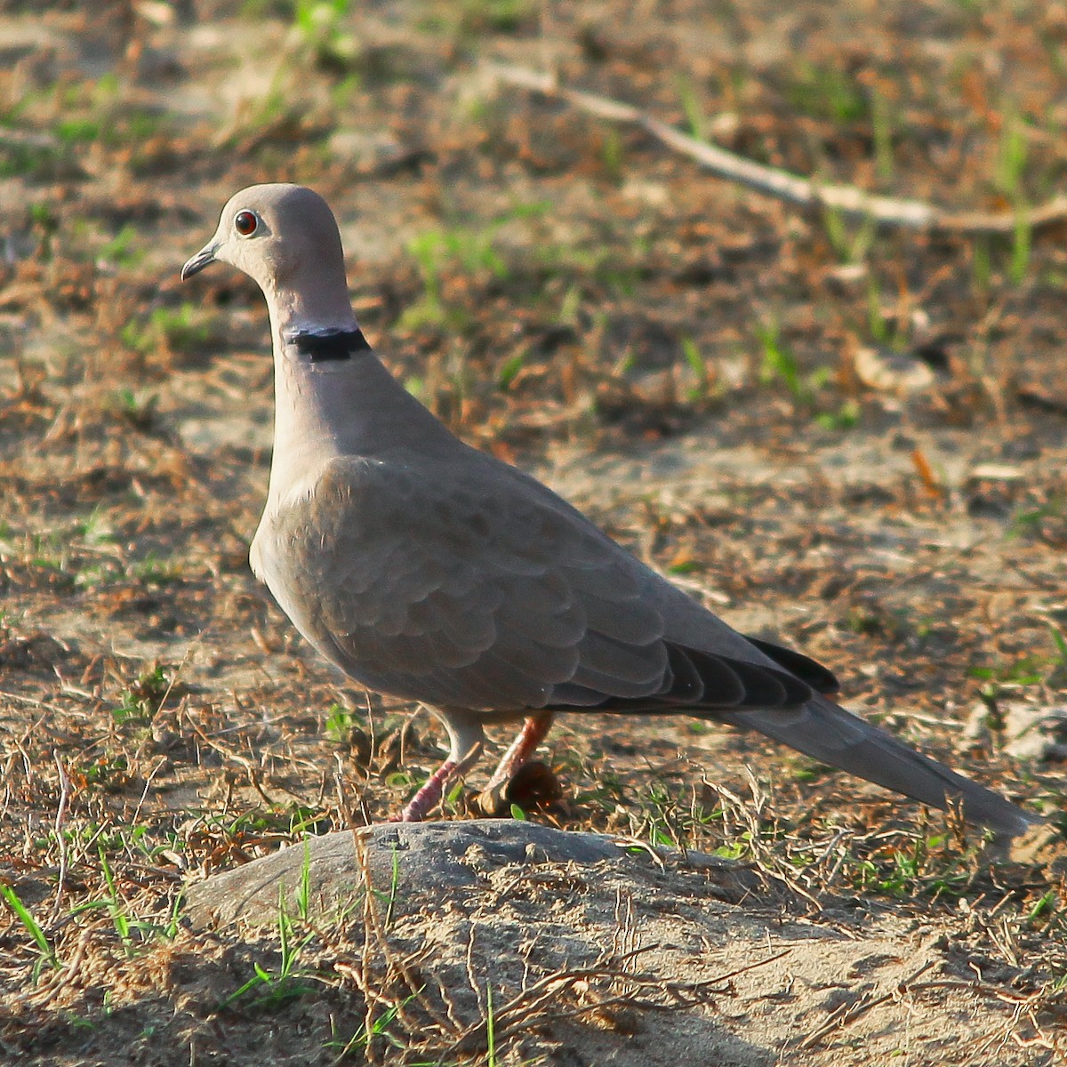 Eurasian Collared-Dove - Mohit Kandwal