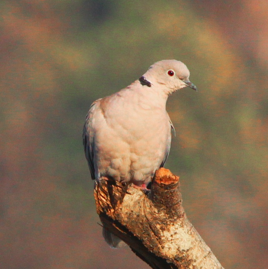 Eurasian Collared-Dove - Mohit Kandwal