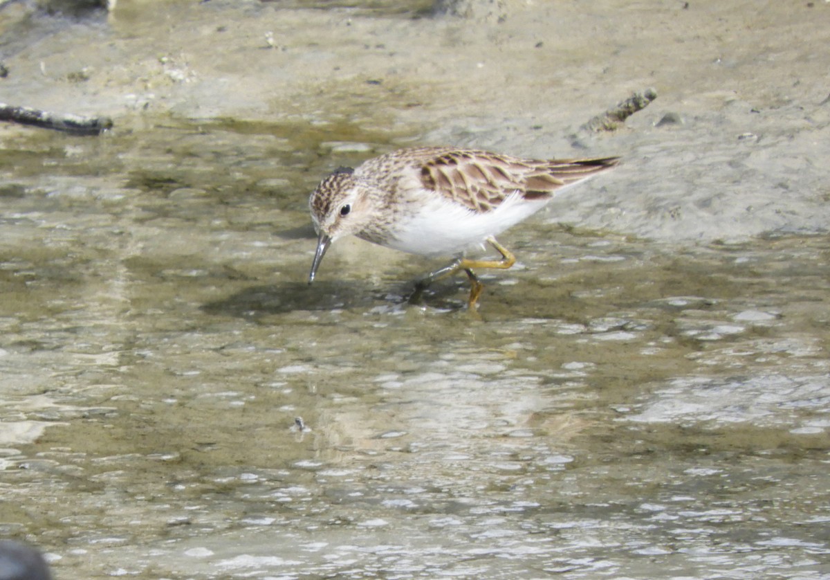 Wiesenstrandläufer - ML615232748