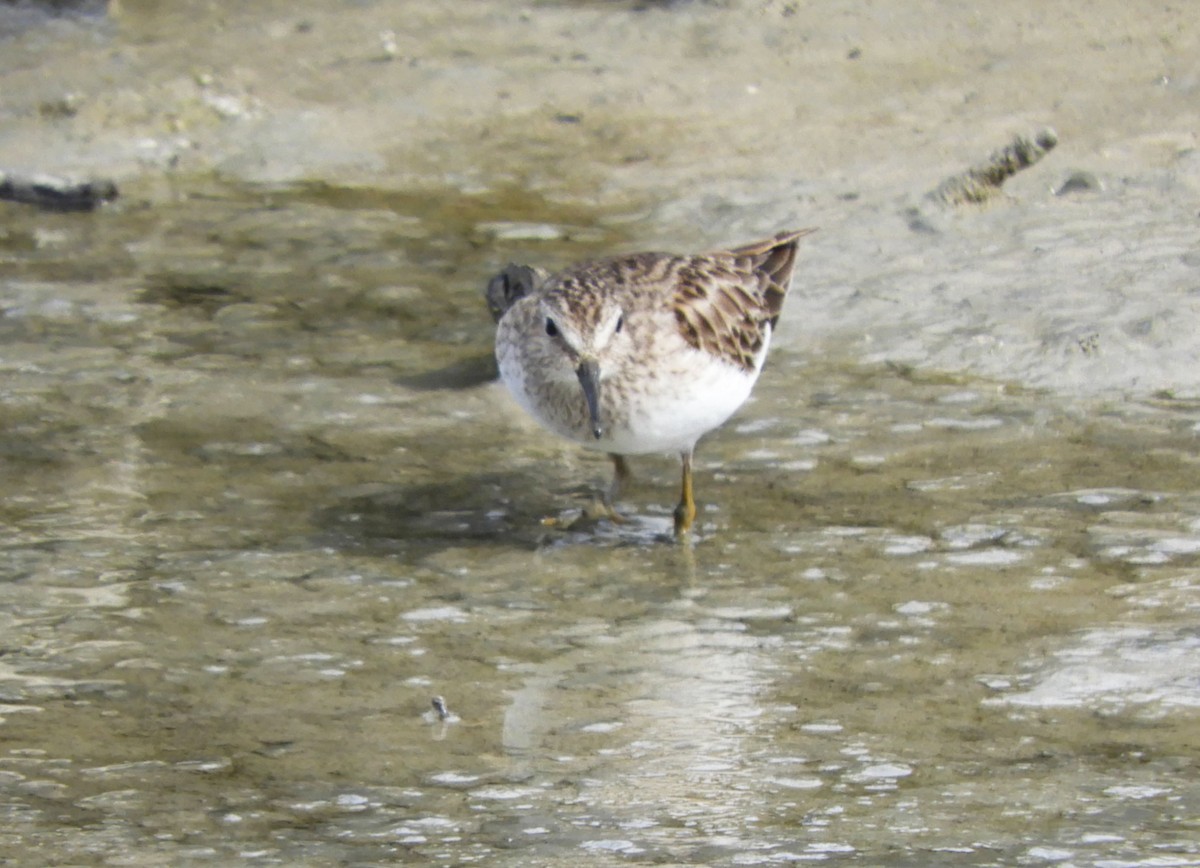 Wiesenstrandläufer - ML615232751