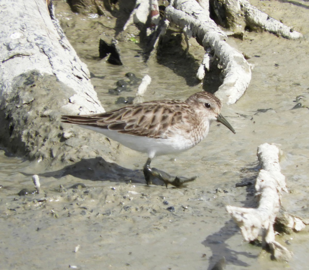 Wiesenstrandläufer - ML615232758