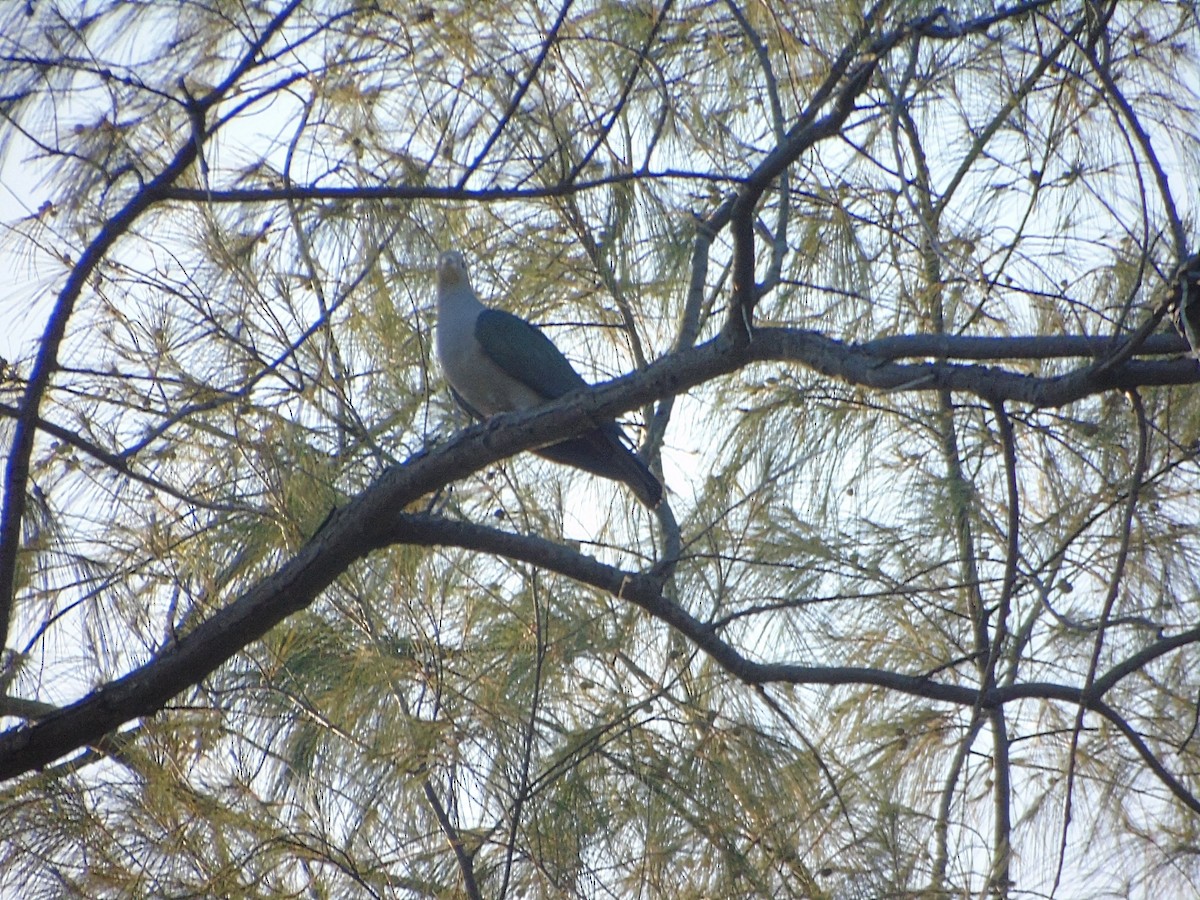 Green Imperial-Pigeon - ML615232794