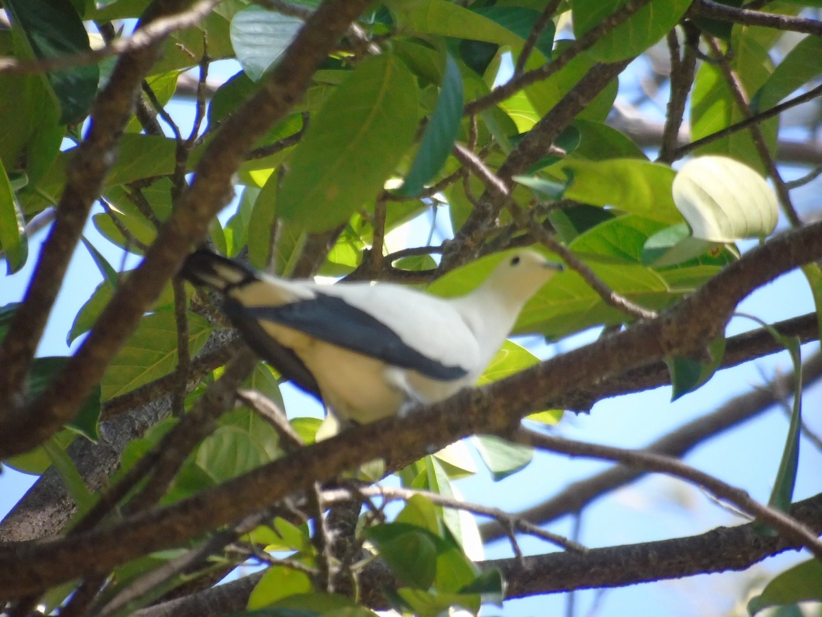 Pied Imperial-Pigeon - ML615232816