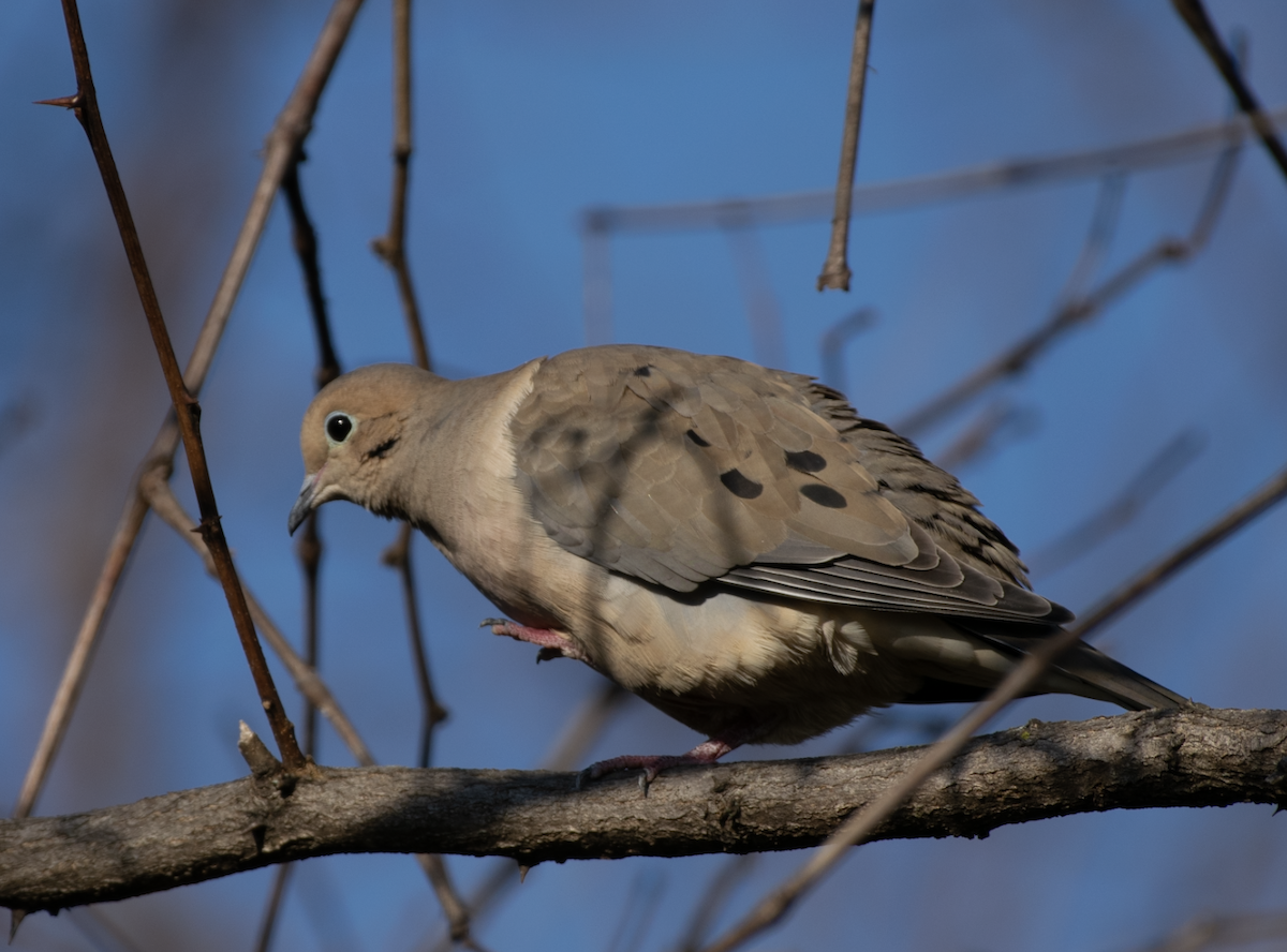 Mourning Dove - ML615232828