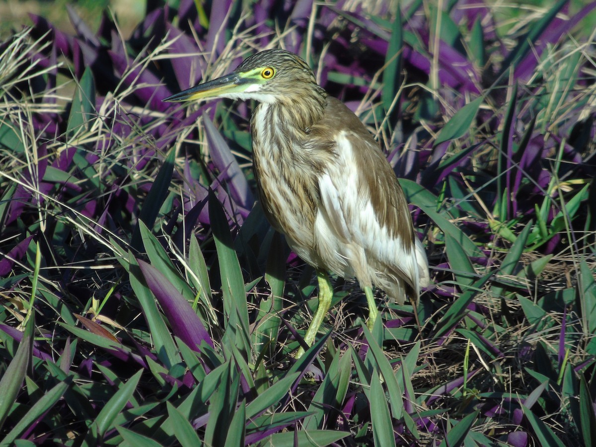pond-heron sp. - ML615232849