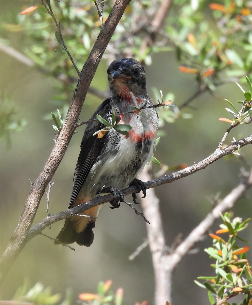 Mistletoebird - ML615232855