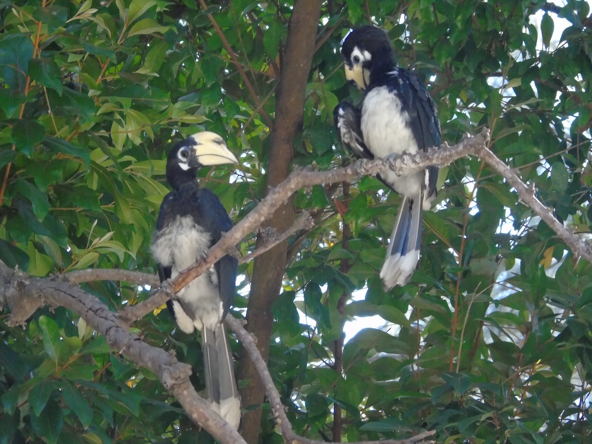 Oriental Pied-Hornbill - ML615232857