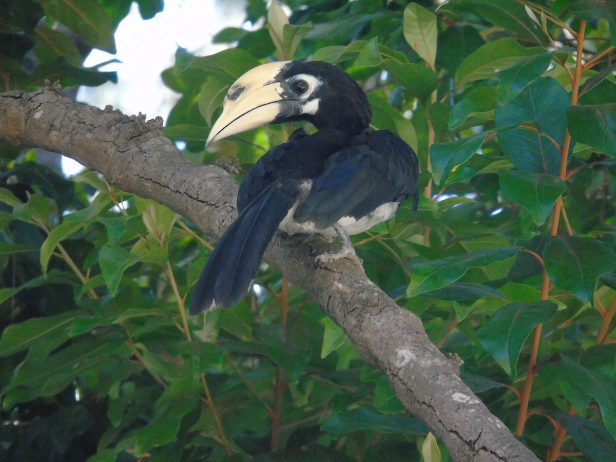 Oriental Pied-Hornbill - ML615232858