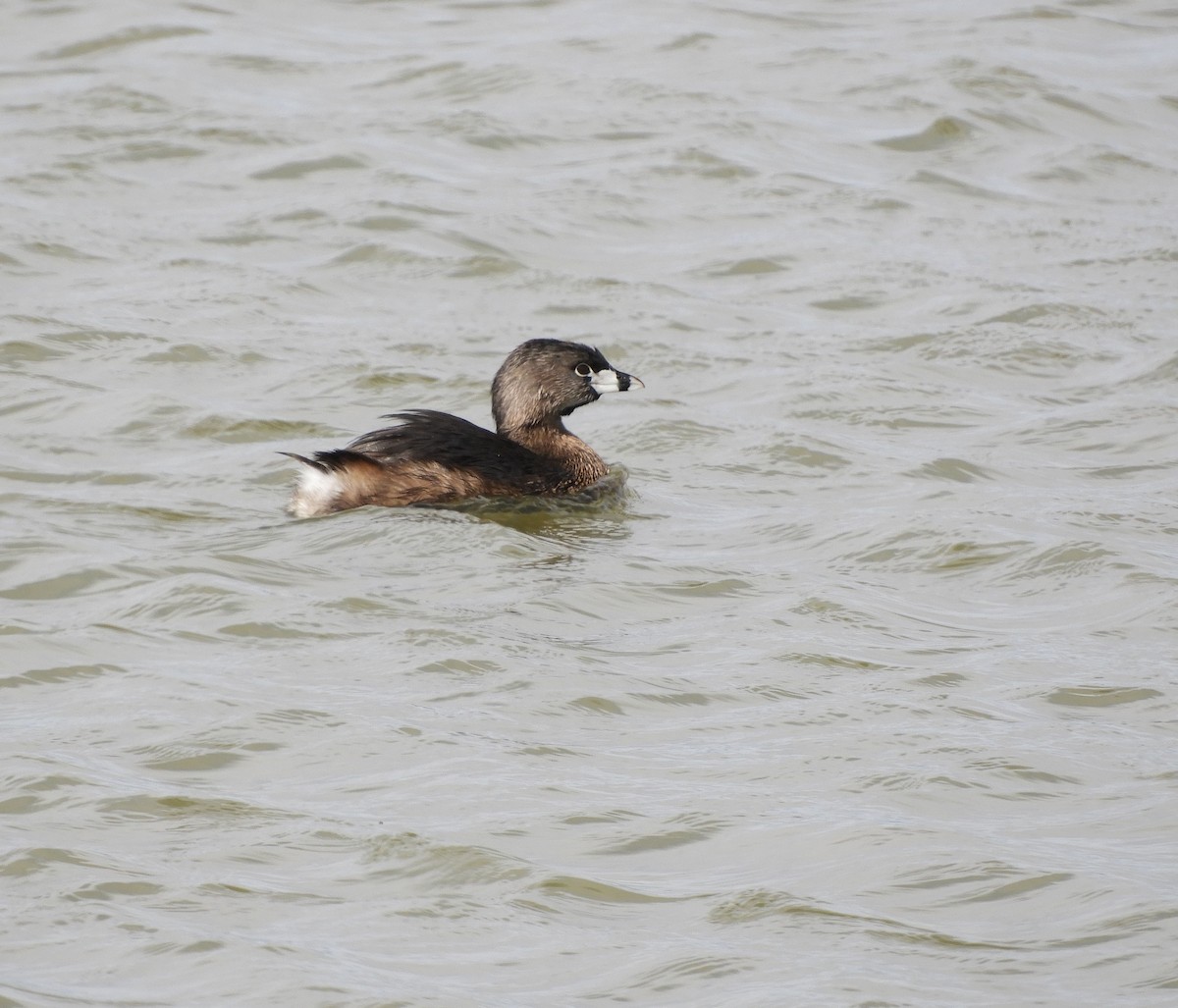 Pied-billed Grebe - Becky Kitto