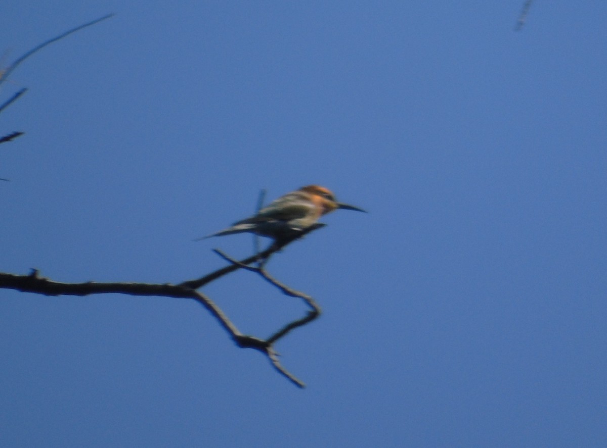 Blue-tailed Bee-eater - ML615232870