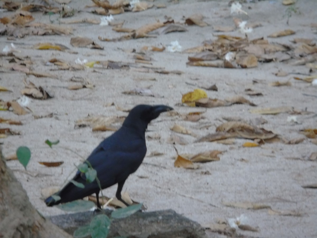 Large-billed Crow - Kasha Gale