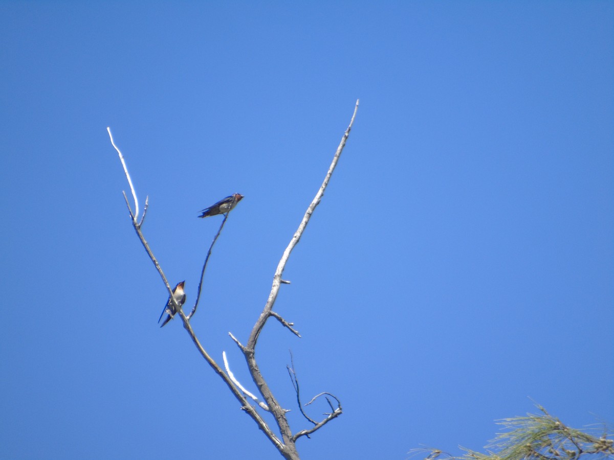 Pacific Swallow - ML615232895