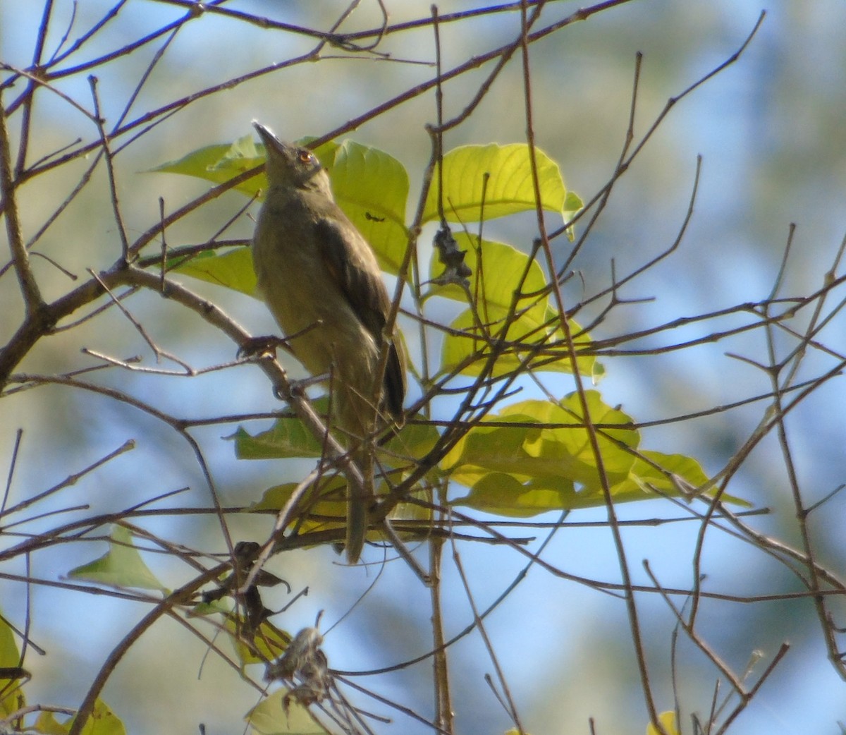 Red-eyed Bulbul - ML615232908
