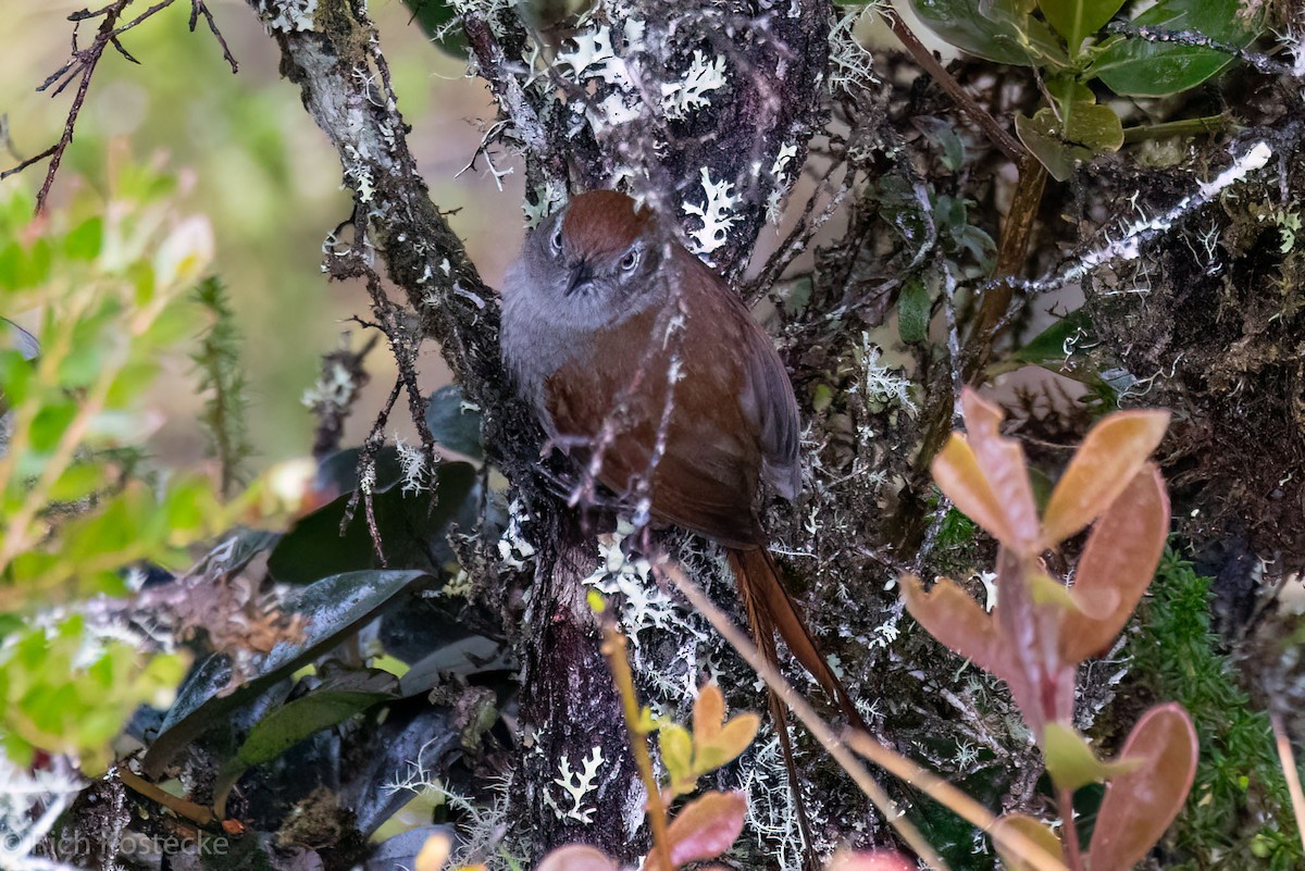 White-chinned Thistletail - ML615232943