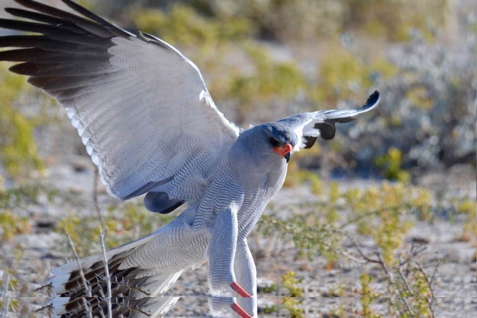 Pale Chanting-Goshawk - Michael Self