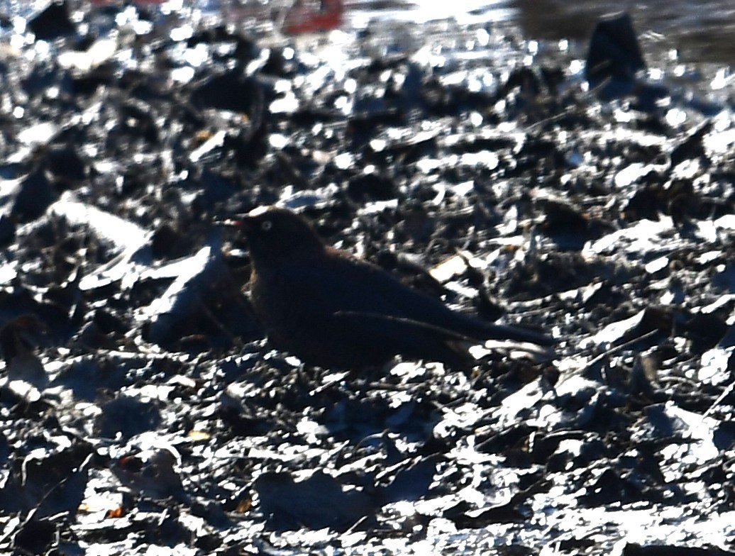 Rusty Blackbird - ML615233123