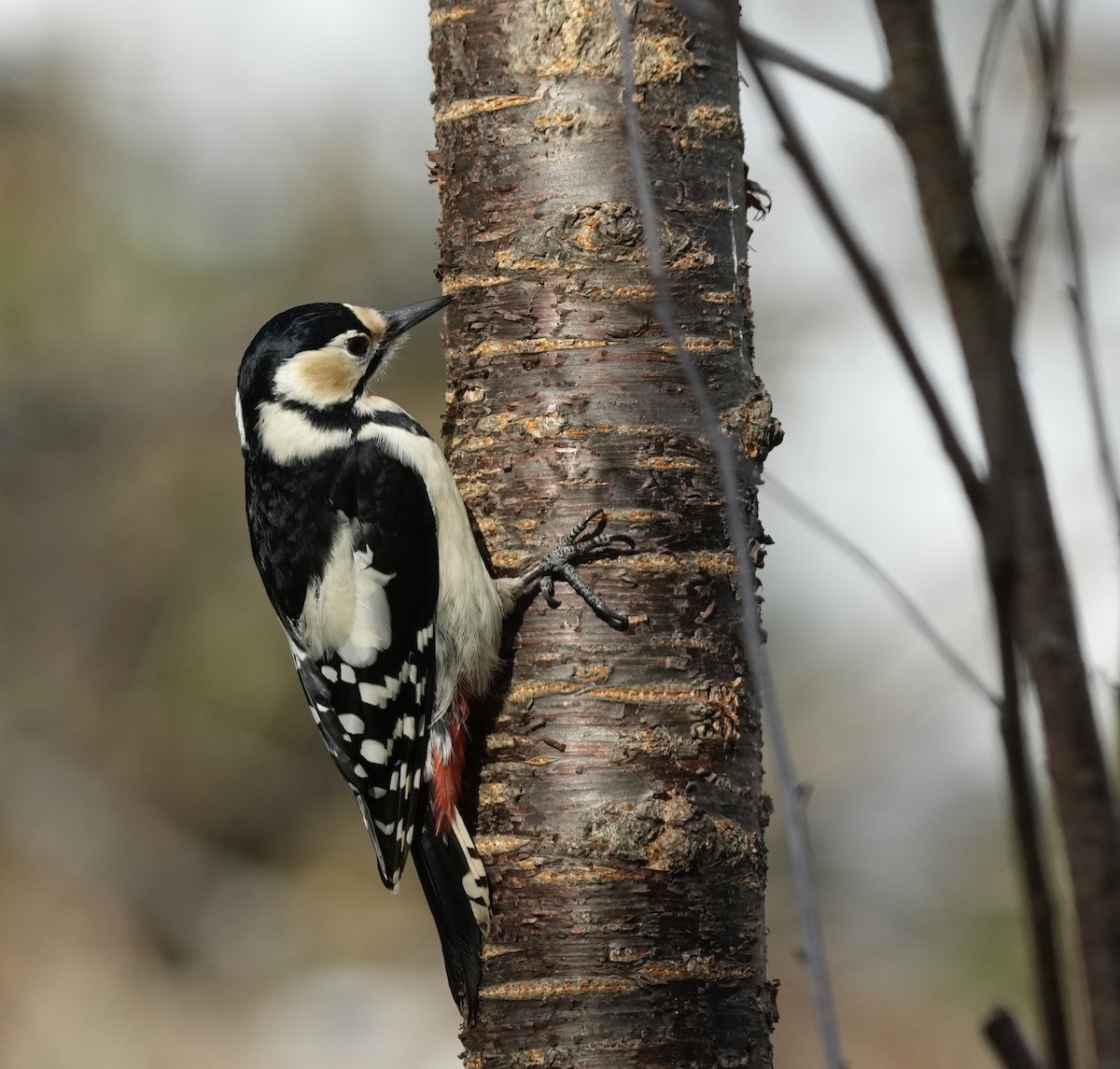 Great Spotted Woodpecker (japonicus) - Marek Latkowski