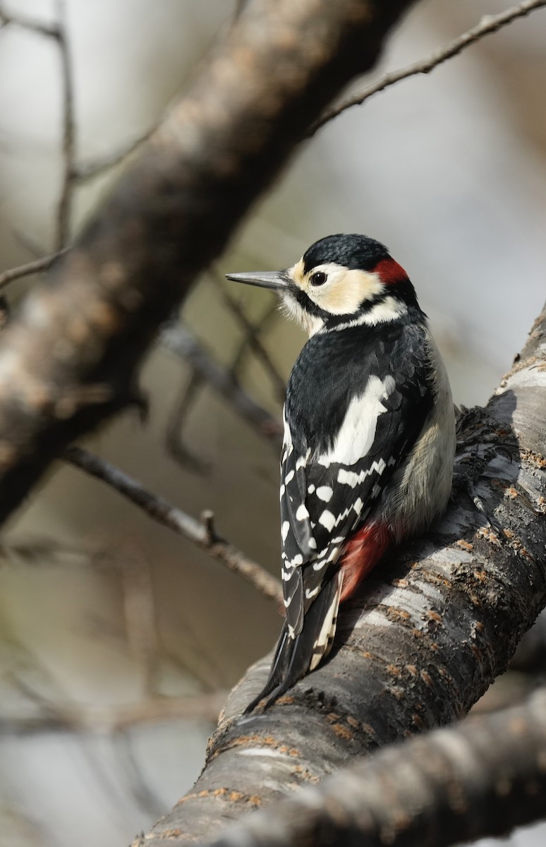 Great Spotted Woodpecker (japonicus) - Marek Latkowski