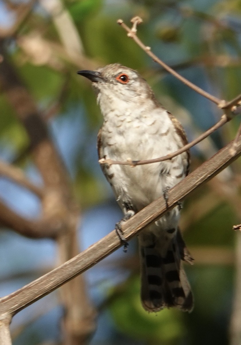 Little Bronze-Cuckoo - ML615233301