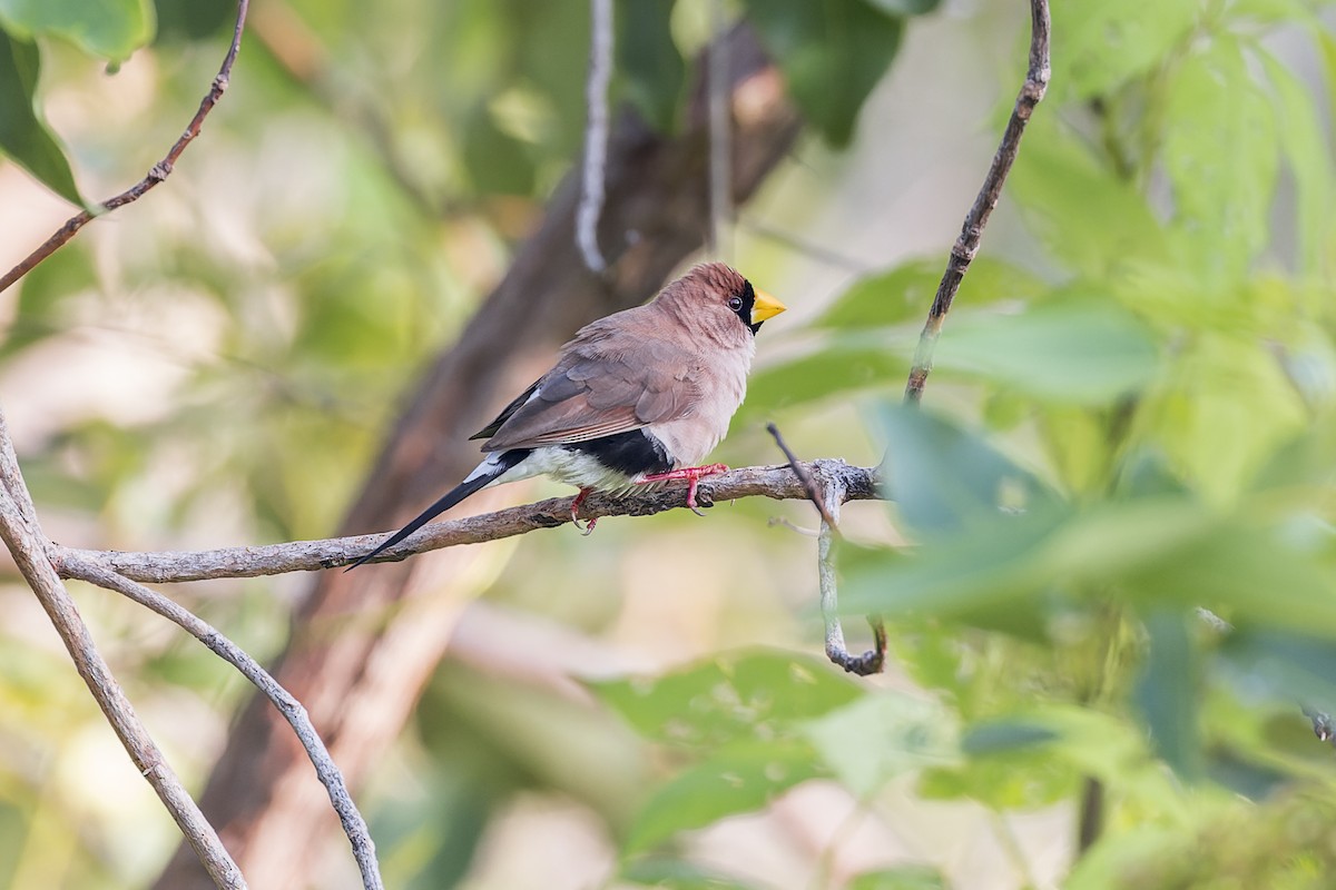 Masked Finch - Dana Cameron