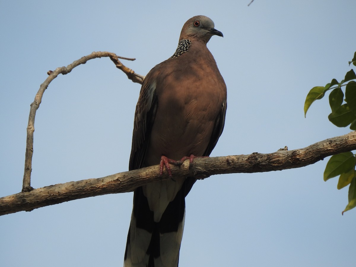 珠頸斑鳩 - ML615233518