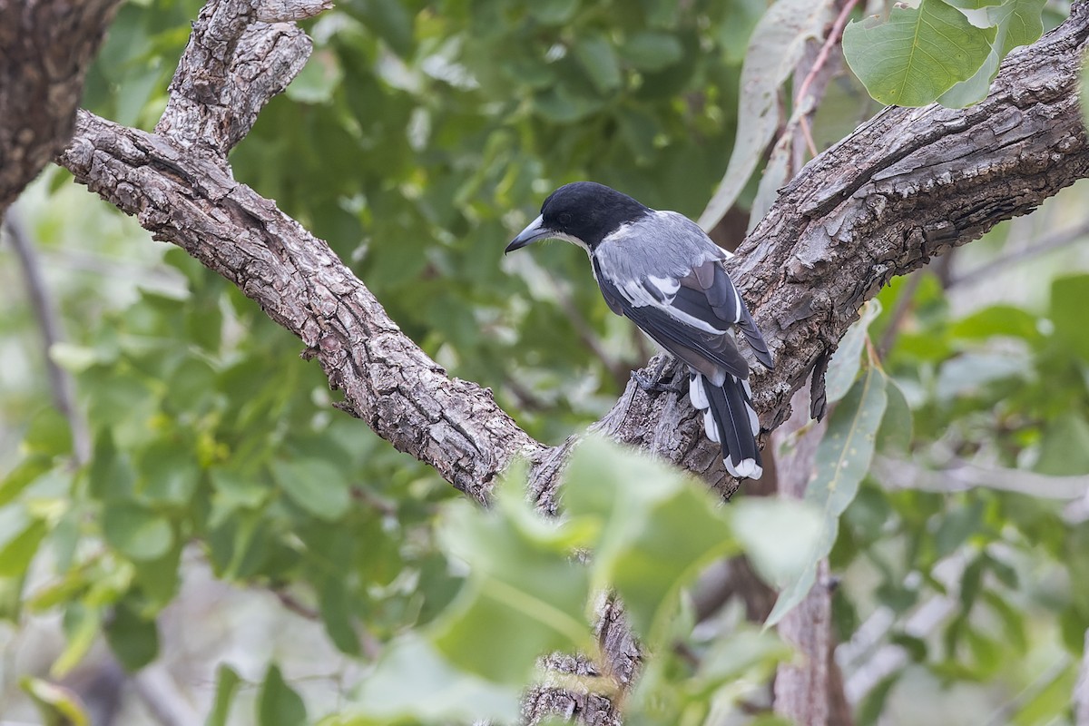 Silver-backed Butcherbird - ML615233519