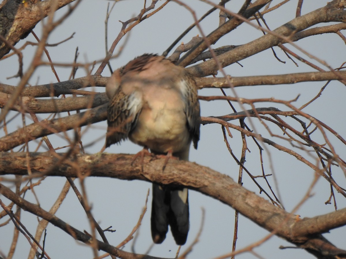 Paloma (Columba) sp. - ML615233525