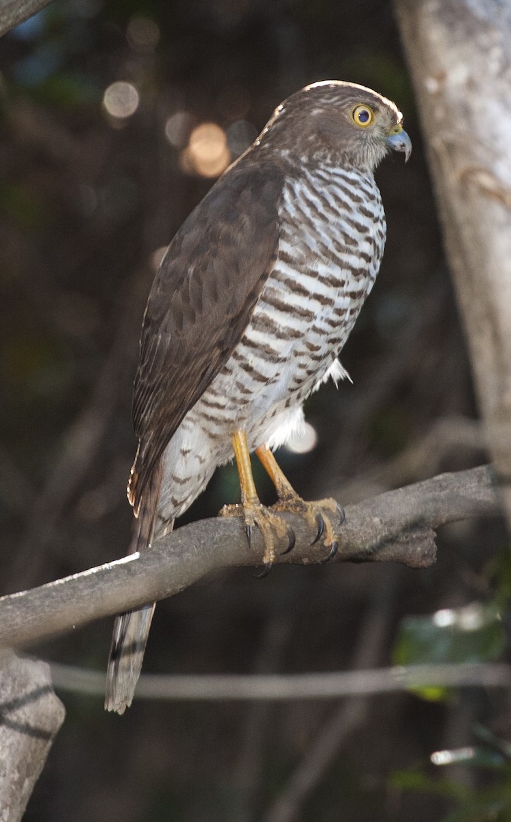 Frances's Sparrowhawk - ML615233536