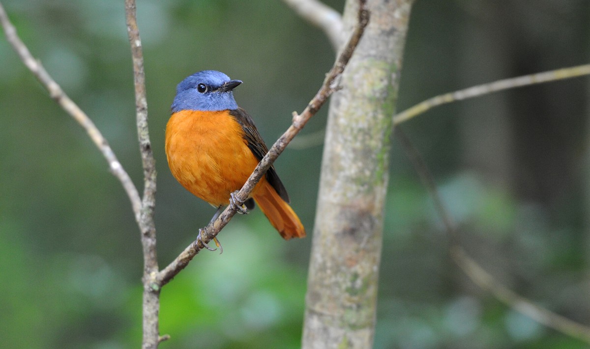 Amber Mountain Rock-Thrush - ML615233578