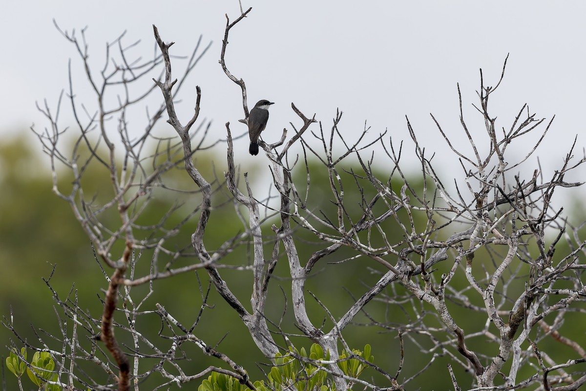 Petroica de Manglar - ML615233726