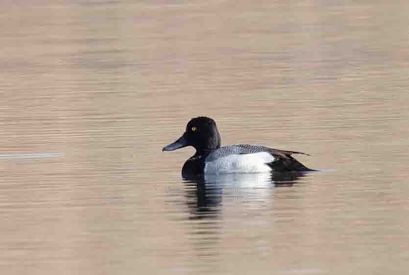 Lesser Scaup - ML615233766