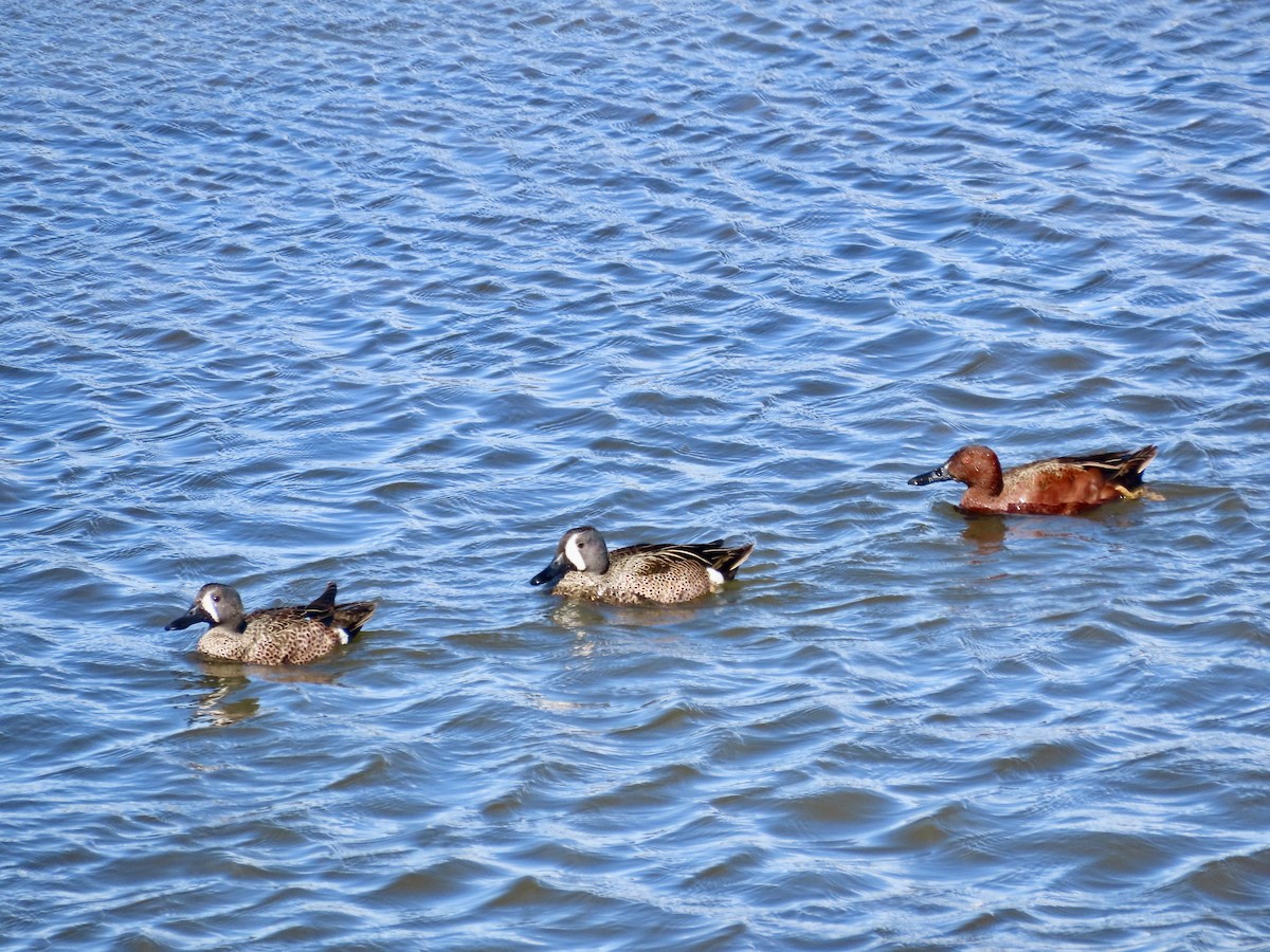 Cinnamon Teal - ML615233789